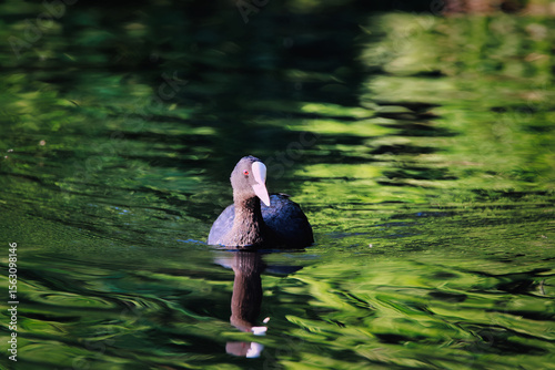 coot at the lake blässhuhn am See