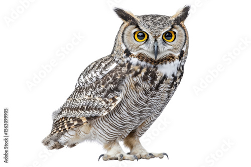 An owl standing tall, isolate on white background, showcasing its elegant feathers and piercing gaze. PNG
