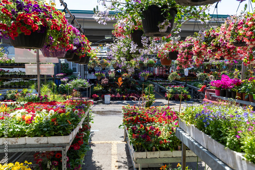 Tableau sur toile A vibrant flower market in Marche Jean Talon, Montreal, Quebec, Canada, showcasing rows of colorful blooms and hanging baskets