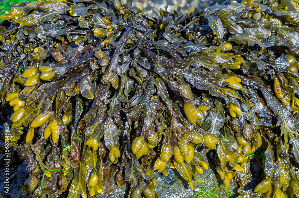 Obraz premium Close up of bladderwrack on a Co. Down beach used as a cooking ingredient and also a source of iodine