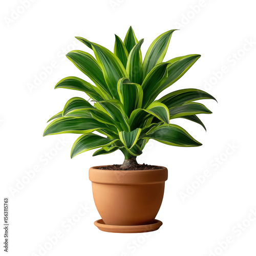 Wallpaper Mural A vibrant green dracaena fragrans plant in a terracotta pot with a saucer isolated on transparent background Torontodigital.ca