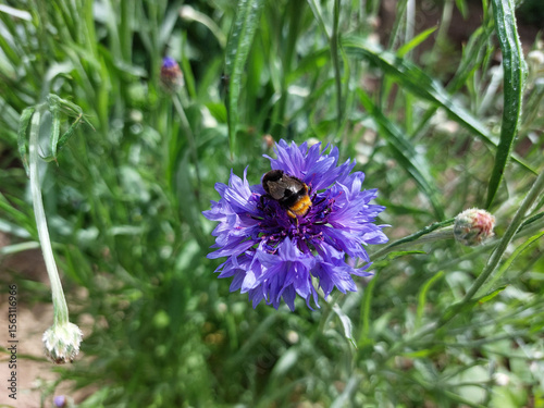 bumblebee on blue cornflower - pollination of flowers