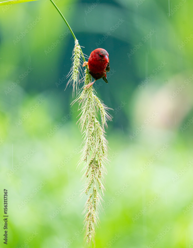 Obraz premium Crimson Bird on Wild Grass