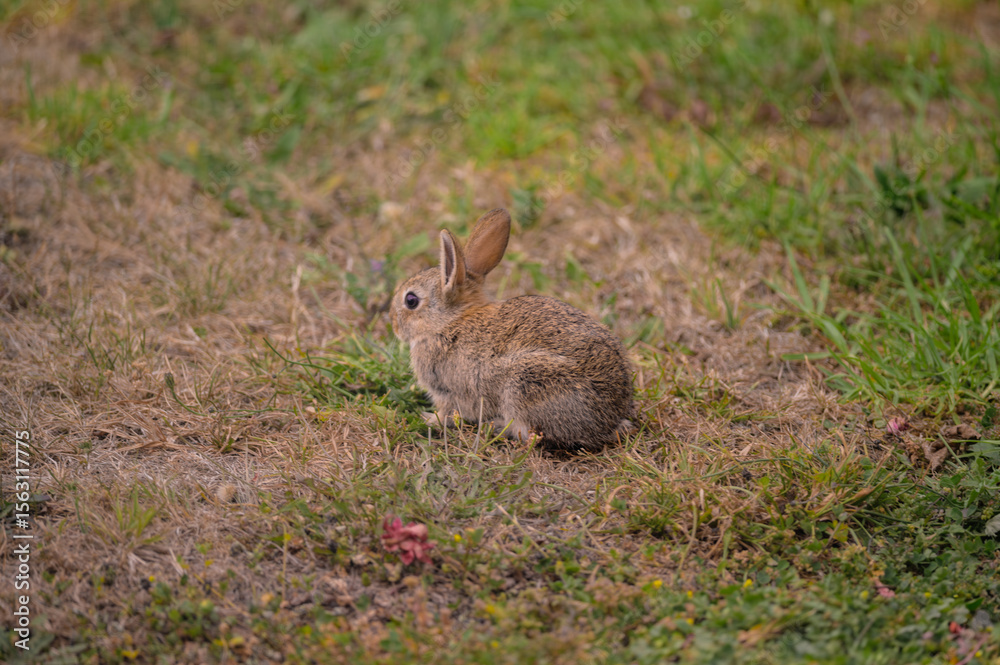 Fototapeta premium Wild baby rabbit grazing in the backyard, Victoria, Australia