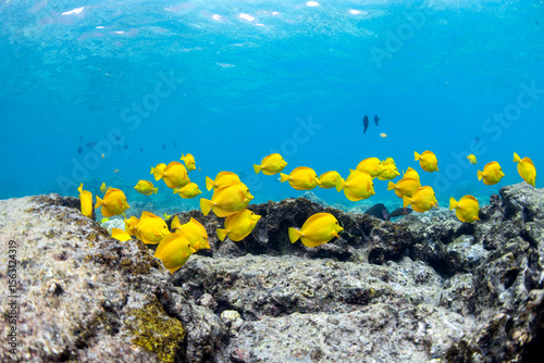 A vibrant school of yellow tang fish swim gracefully over volcanic rock formations off the coast of Captain Cook, Big Island, Hawaii.