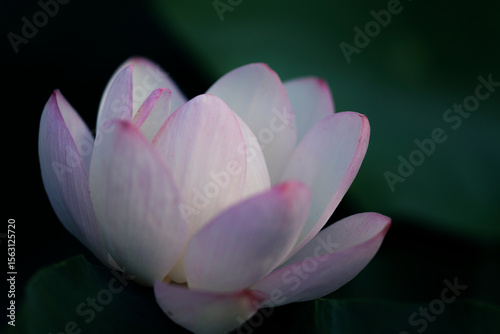 White Oga Lotus Flower in Bloom — Ancient Sacred Lotus in Morning Light