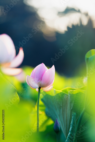 Oga Lotus Bud in Soft Morning Light — Ancient Sacred Lotus Beginning to Bloom