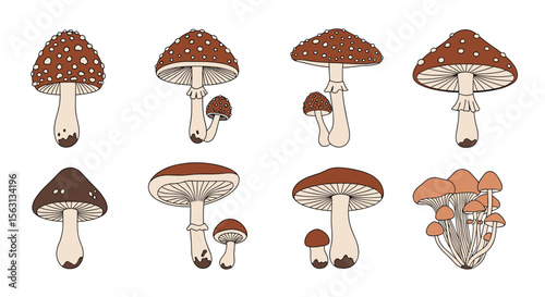 An artistic rendering of various mushroom species showcasing diverse cap shapes and stem structures