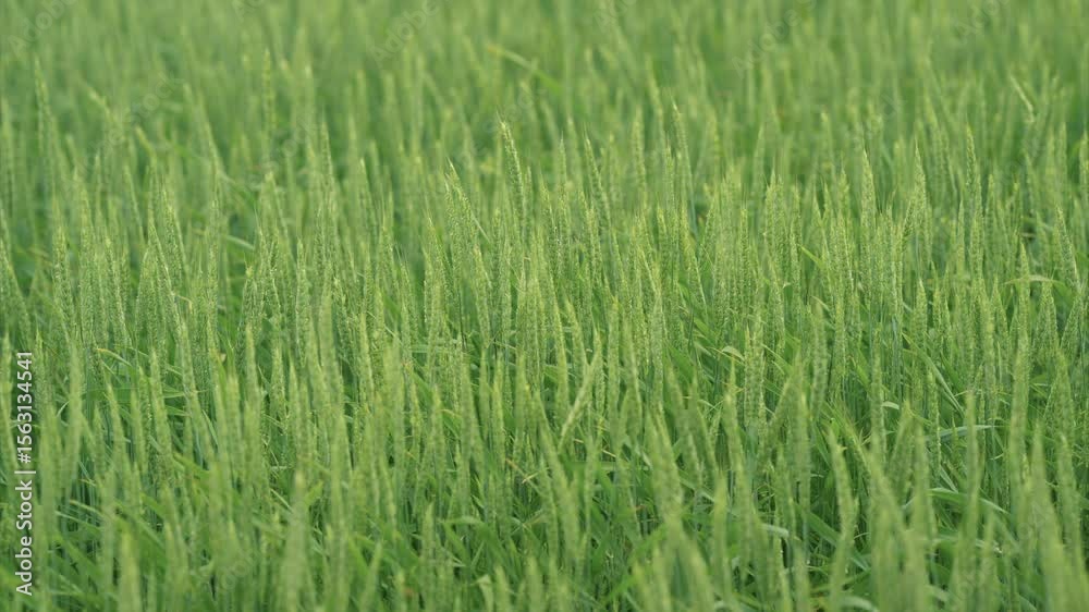 A Beautiful, Lush Green Field Captured in CloseUp Photography for a Stunning Display A Beautiful, Lush Green Field Captured in CloseUp Photography for a Stunning Display