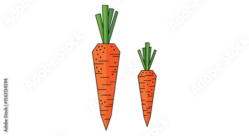 Two fresh orange carrots with green stems standing side by side on a white background showing different sizes