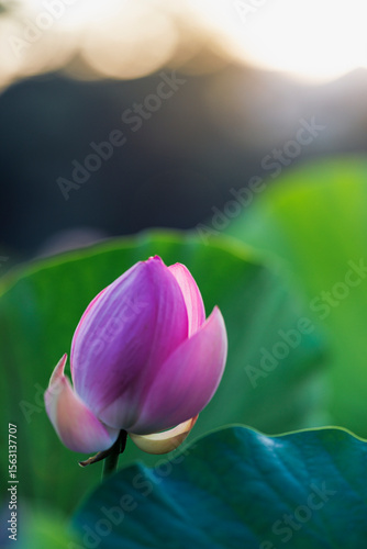 Morning Light on Ancient Lotus Bud - Oga Lotus in Bloom