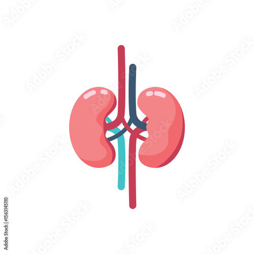 Illustration of human kidneys