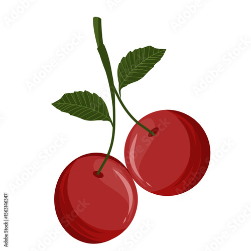 Vector illustration of cherry fruit,cherries with leaves,sweet dessert