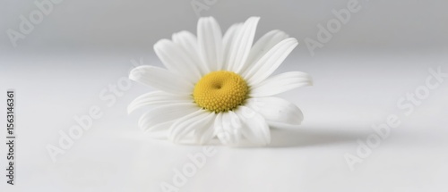 A single white daisy with a yellow center against a soft gray background