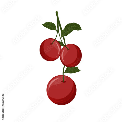 Vector illustration of cherry fruit,cherries with leaves,sweet dessert