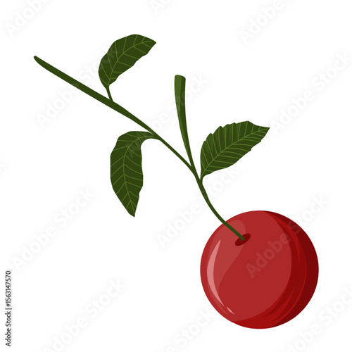 Vector illustration of cherry fruit,cherries with leaves,sweet dessert