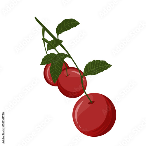 Vector illustration of cherry fruit,cherries with leaves,sweet dessert