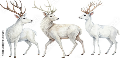 Three White Deer Watercolor