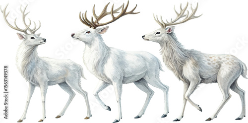 Three White Deer Watercolor