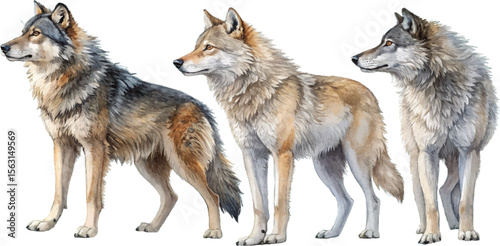 Three Wolves Watercolor Painting