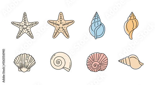 A collection of beautiful seashells and starfish found on the sandy beach shoreline