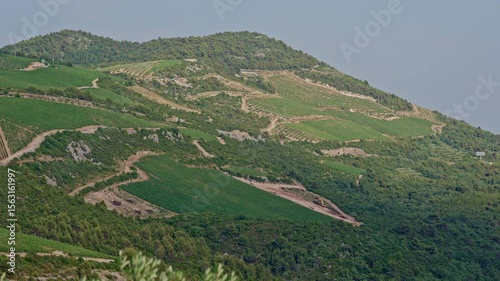 Beautiful vineyard hills in Komarna Croatia with green terraced slopes full of grapevines under clear blue summer sky scenic countryside landscape and natural rural beauty