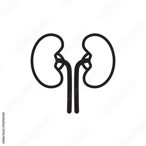 Illustration of human kidneys