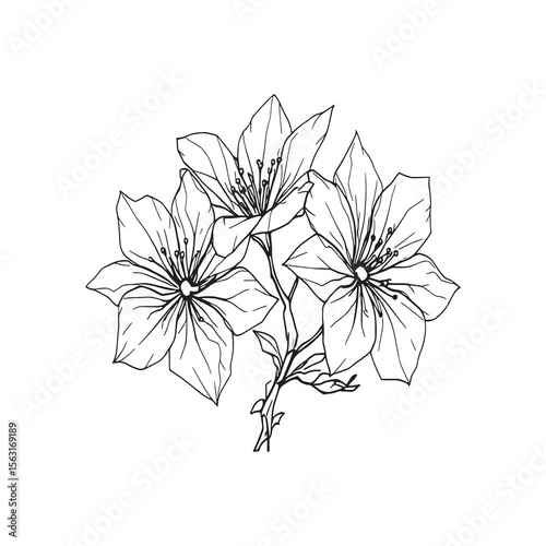 Cherry Blossom Bash Japanese Style Floral Illustration