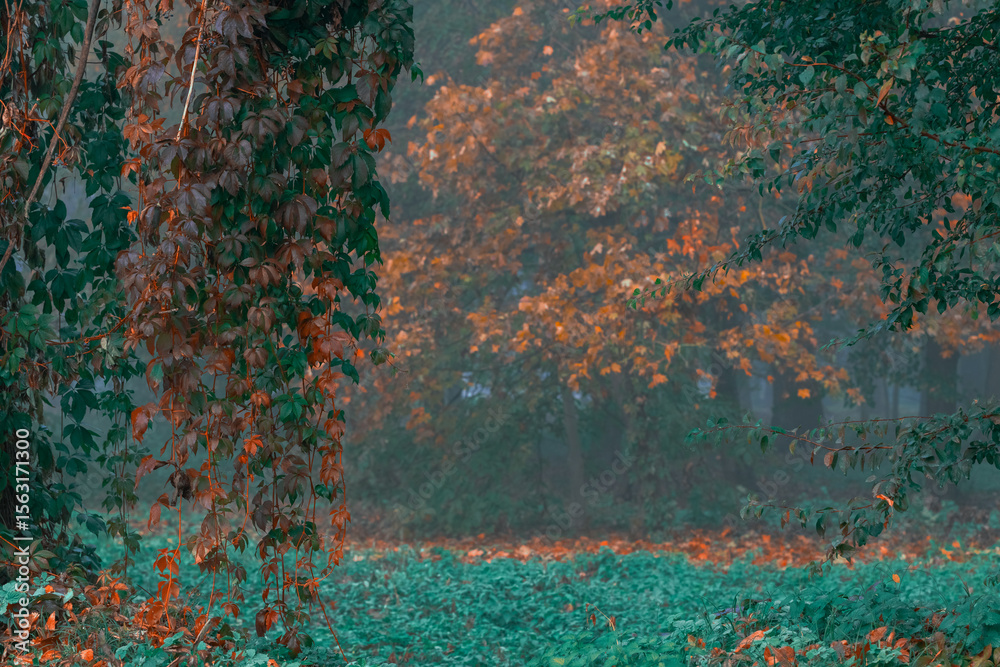 Fototapeta premium autumn misty wood land meadow grass and foliage deep green and brown colors foggy morning weather