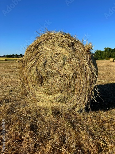 Bale of hay in the field