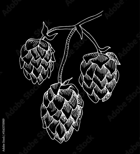 Hand drawn hop branch vector