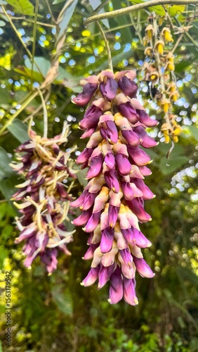 Mucuna pruriens plant, green leaves, long pods. A key herb in Ayurveda, rich in L-Dopa. Used in health, meds, and supplements. Great for nature, cure, and plant themes