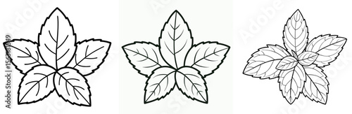 Mint Leaves Coloring Page - Fresh Herb Line Art Outline for Kids and Adults