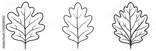 Natural Oak Leaf Coloring Page - Botanical Line Art Outline for Kids and Adults