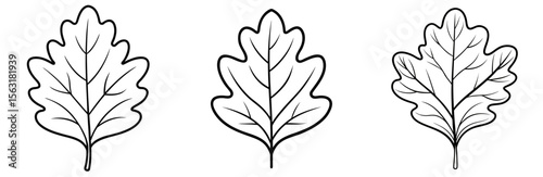 Natural Oak Leaf Coloring Page - Botanical Line Art Outline for Kids and Adults