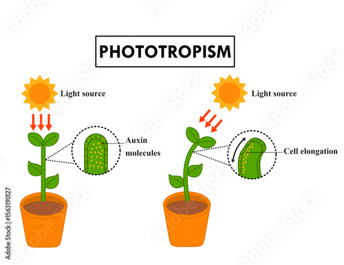 Phototropism or photosynthesis.
.Auxin plant hormones.Auxin molecules and cell enlongation.Plants bending towards sun or light source.Science or biology infographic for education.Vector illustration.