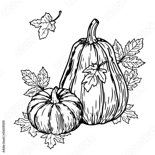 Ripe pumpkins, vegetables and leaves, black and white ink sketch. Vector illustration. Autumn decor, isolated on a white background. The theme of harvest, Halloween, vegetarianism and farming