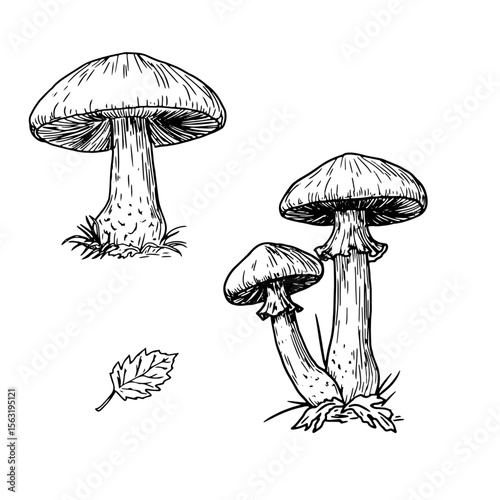 Forest mushrooms in the grass, black and white ink sketch. Vector illustration. An autumn set for a mushroom picker, isolated on a white background. For postcards, invitations, cookbooks, and menus
