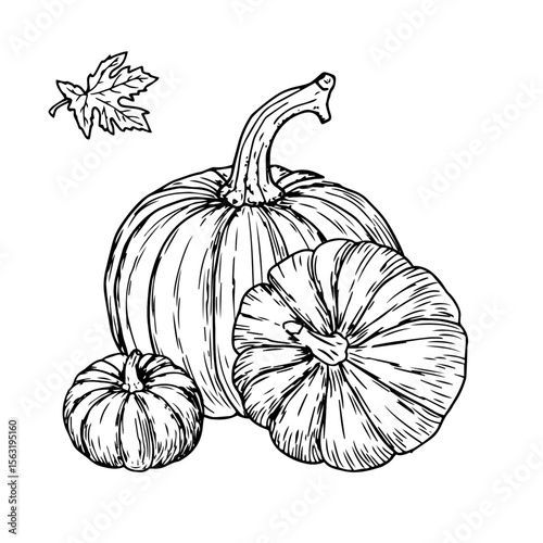 Ripe pumpkins, vegetables and leaves, black and white ink sketch. Vector illustration. Autumn decor, isolated on a white background. The theme of harvest, Halloween, vegetarianism and farming