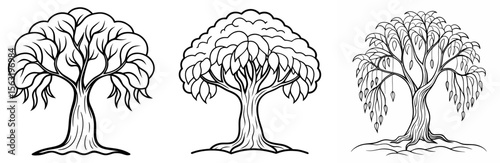 Willow Tree Coloring Book Page - Outline Vector Line Art