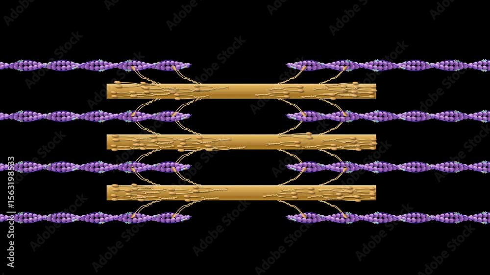 Muscle fiber contraction animation with actin and myosin interaction in ...