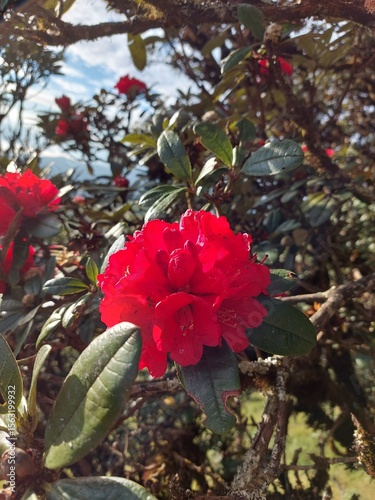 red rhododendron