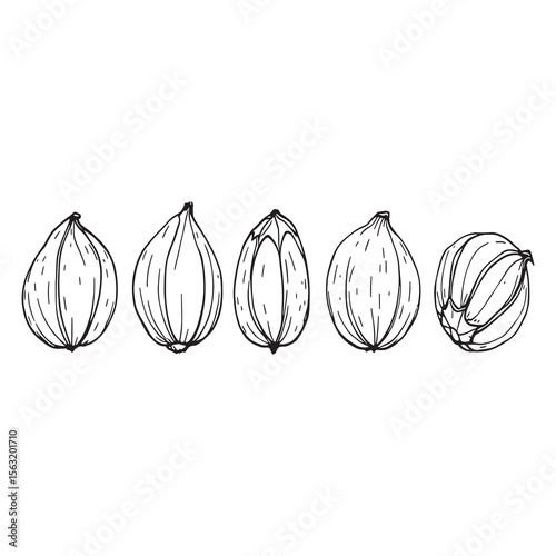 groundnuts simple line art illustration with peanut pods