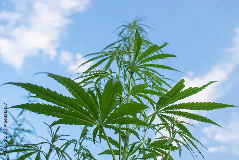 Obraz premium Leaves of cannabis plant in field. Green background of growing hemp field.