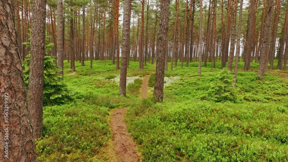 Smooth drone forest path to sea - moss, blueberries, lichen, pine trees Latvia Smooth drone forest path to sea - moss, blueberries, lichen, pine trees Latvia