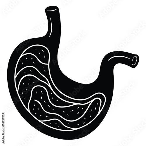 Black and white illustration of human stomach interior human organ internal anatomy