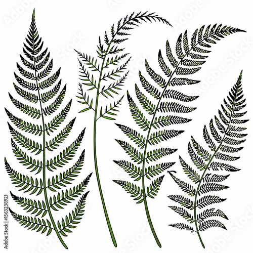 A collection of green fern leaves and foliage, a botanical illustration isolated on white background