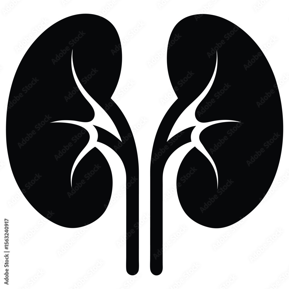 custom made wallpaper toronto digitalBlack kidneys side by side with white branching vessels medical illustration human anatomy