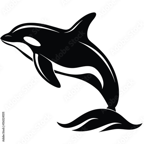 Black orca breaching water surface killer whale marine mammal