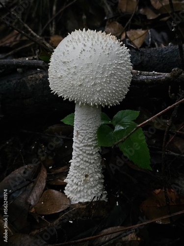 mushroom in the forest